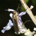 Empis aestiva